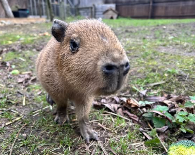 Spud The Baby Capybara At Hobbledown In Epsom Surrey (1)