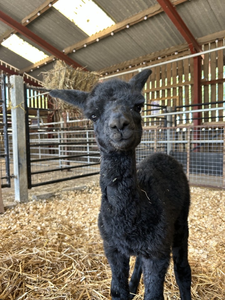 Preston The Cria 1