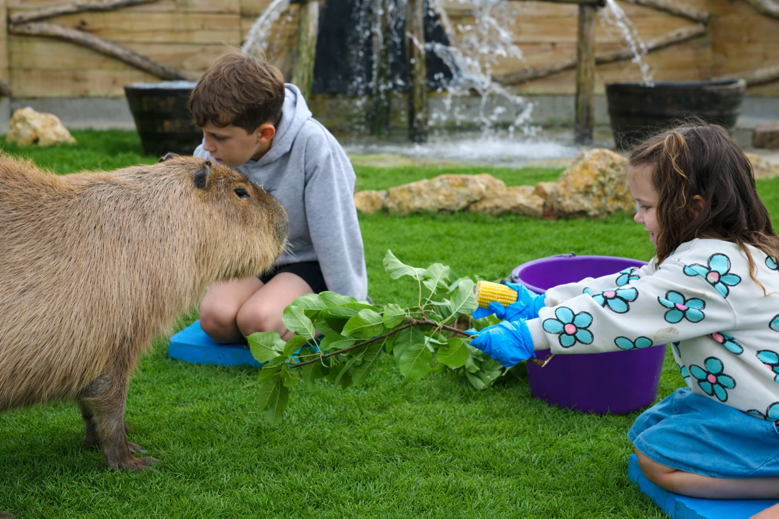 Capybara Feeding