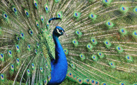 Peafowl Hobbledown Epsom