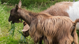 African Pygmy Goat Hobbledown Epsom