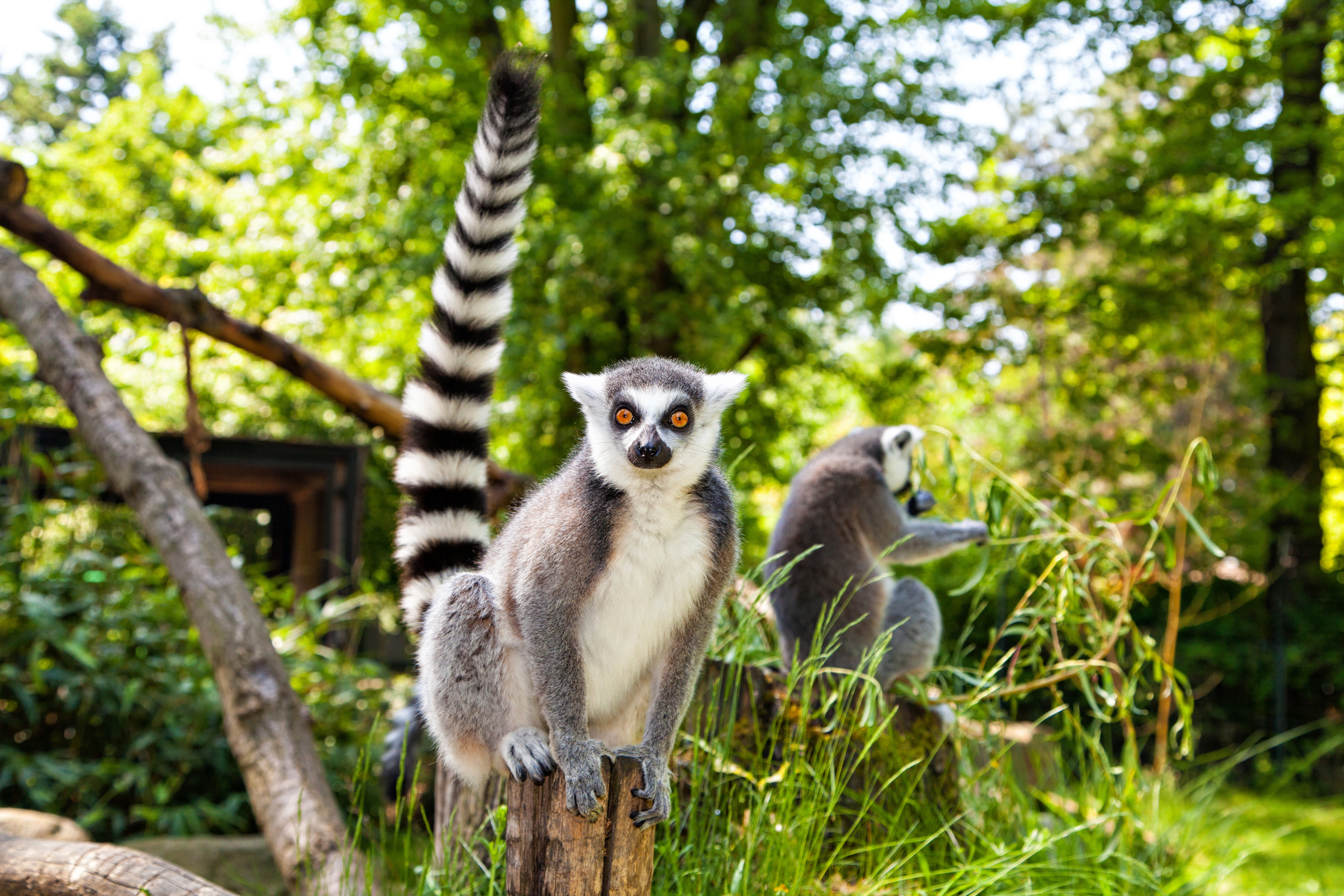 Nice Lemurs