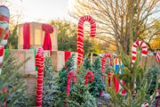Candy Cane Forest