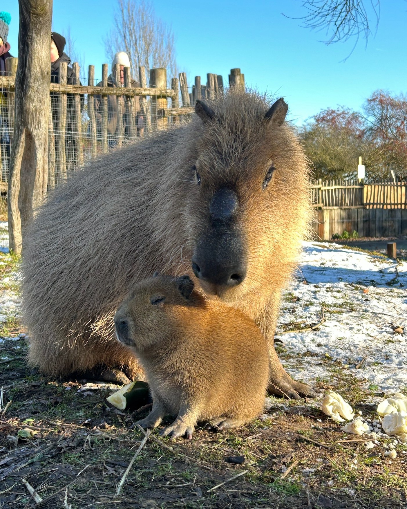 Spud The Baby Capybara At Hobbledown In Epsom Surrey (1) (1)