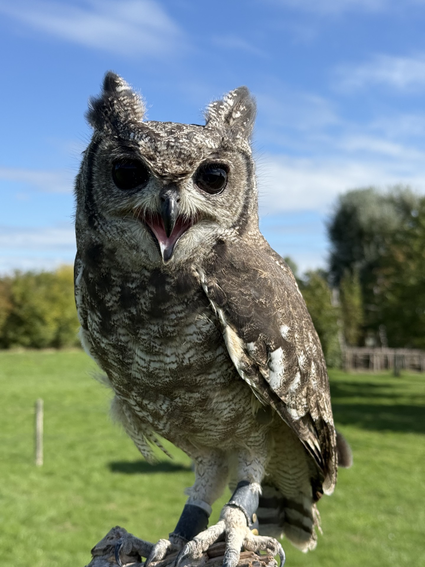 Bastille Grey Ish Eagle Owl