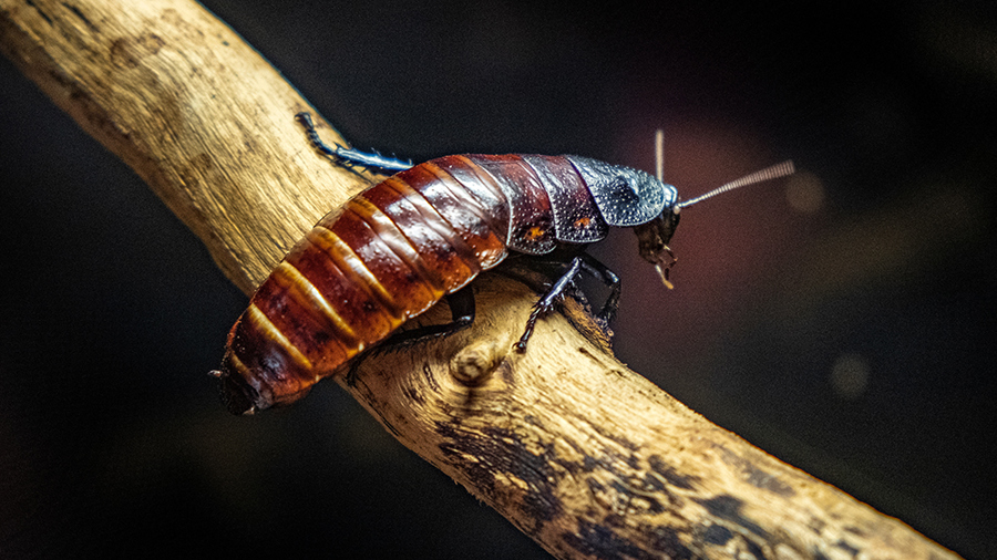 Shutterstock 1638140062
