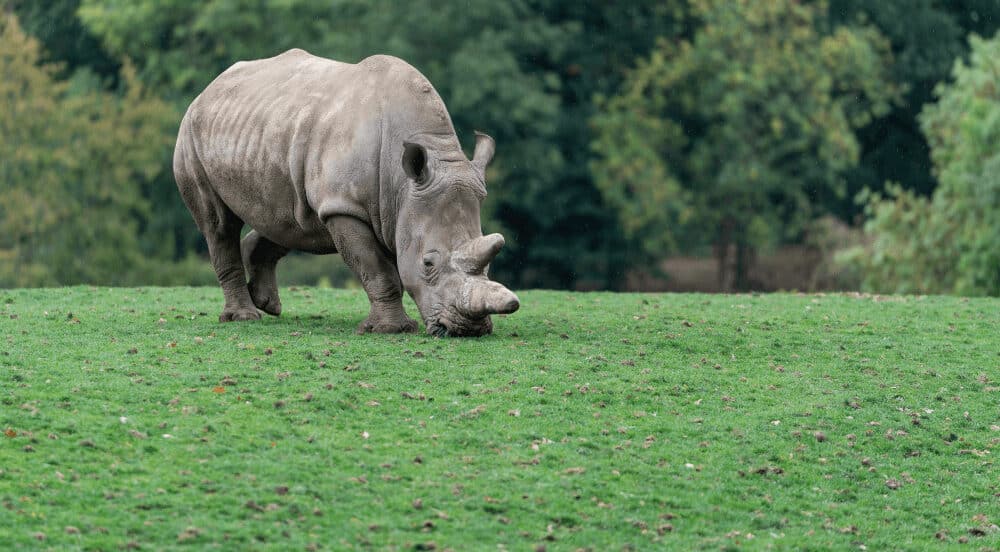 Rhino