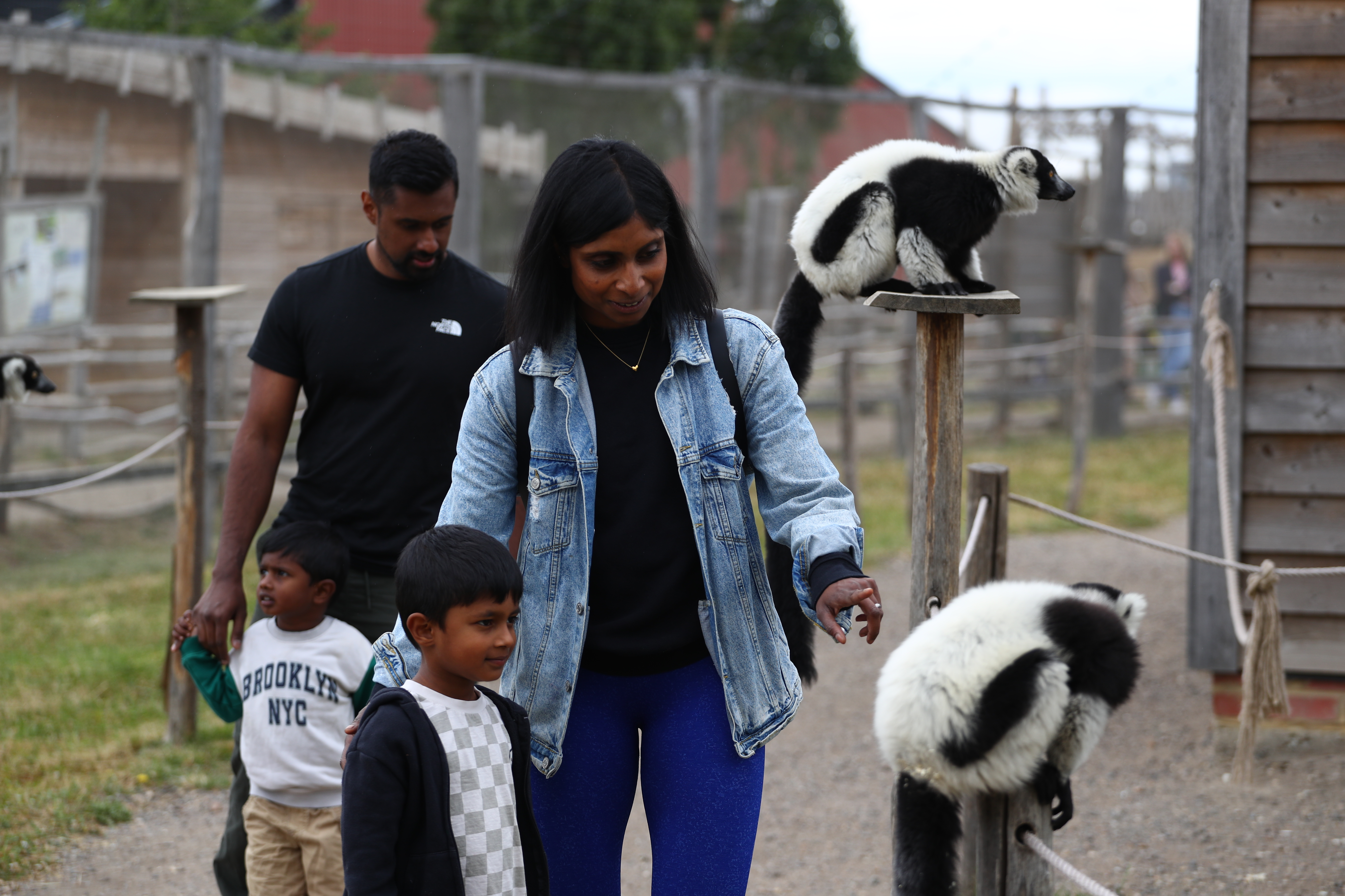 Family in Ruffed Lemurs