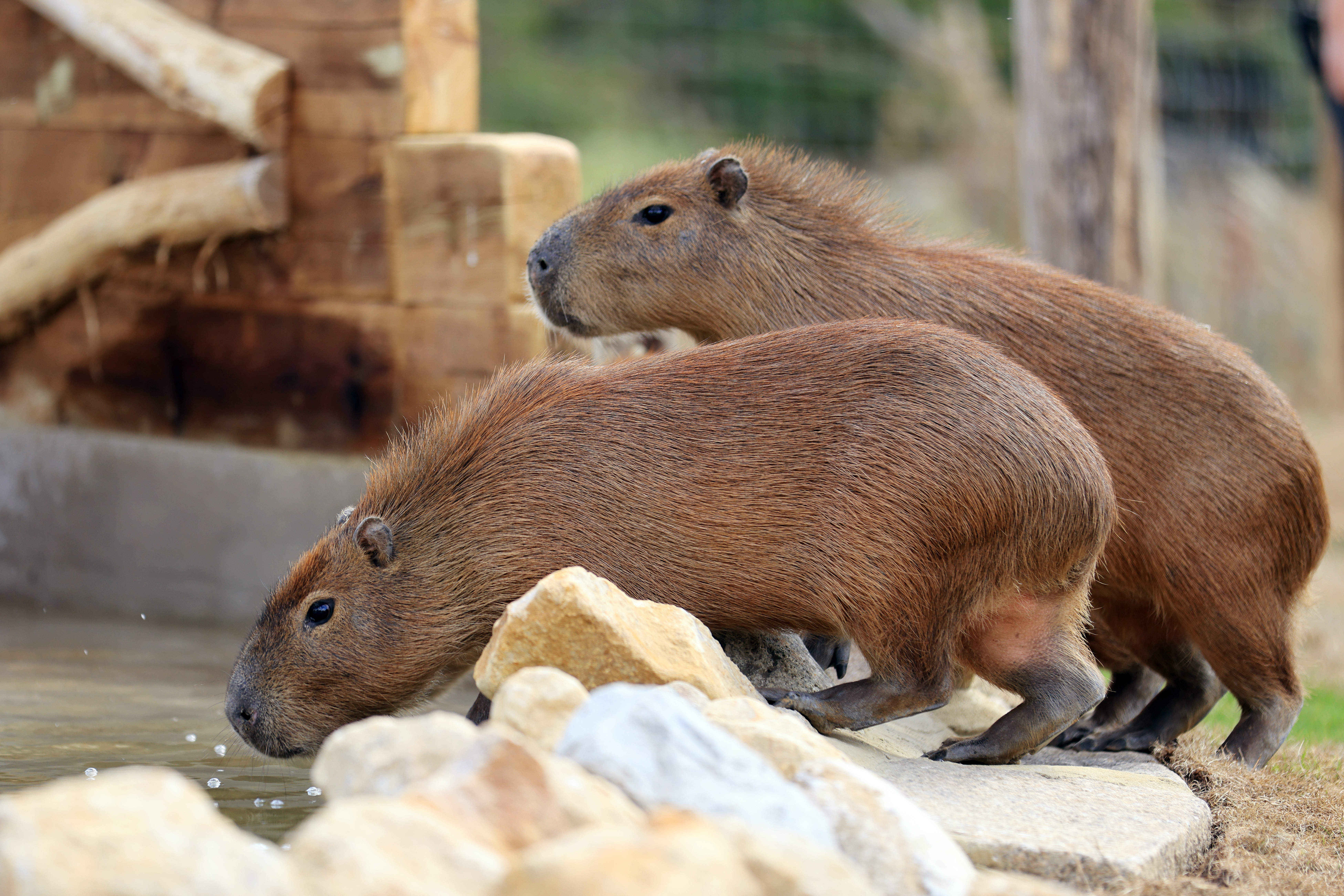 Two capybaras leaning over their pool