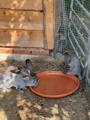 Rabbits Drinking