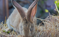 Rabbit Hobbledown Epsom