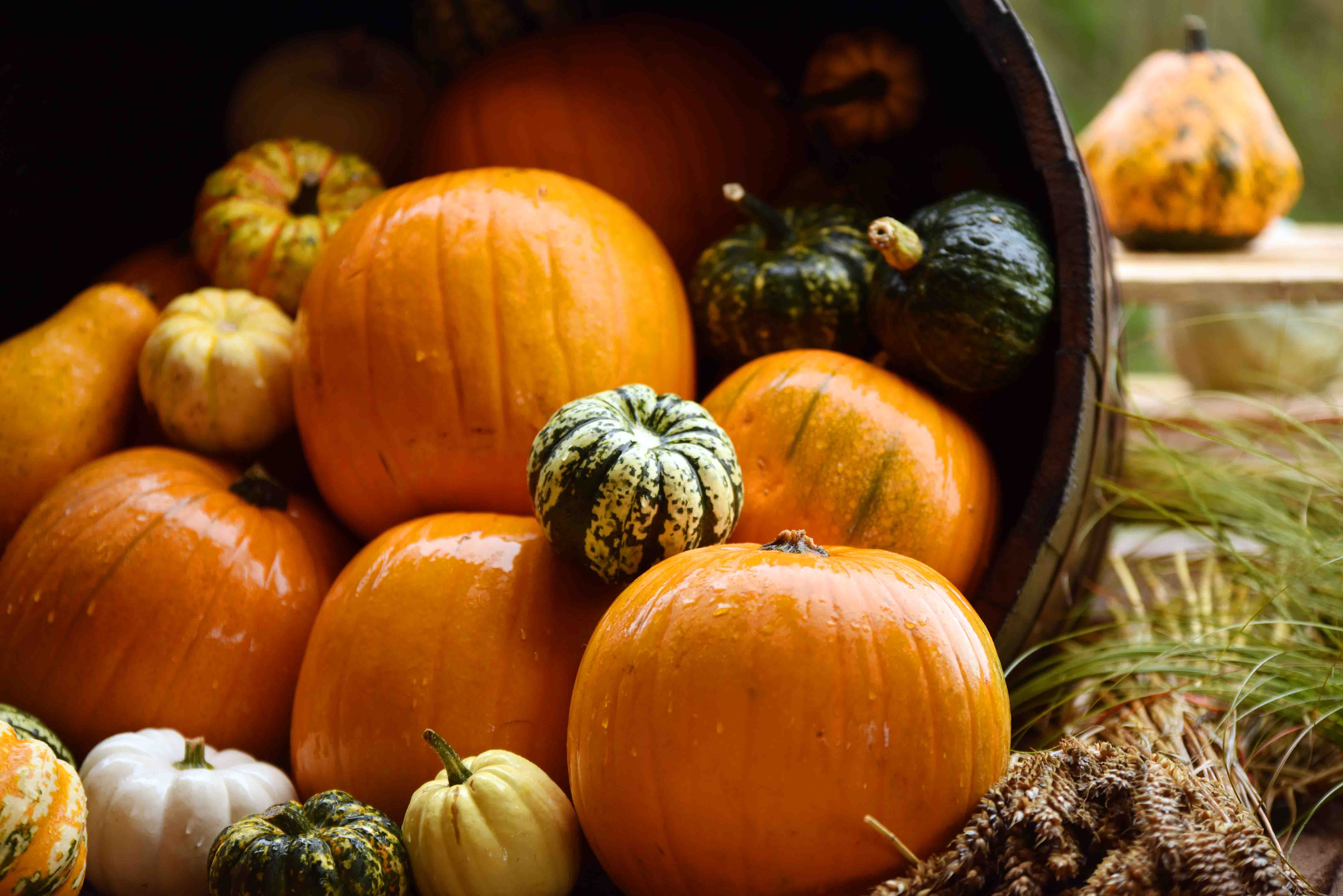 Pumpkins 02