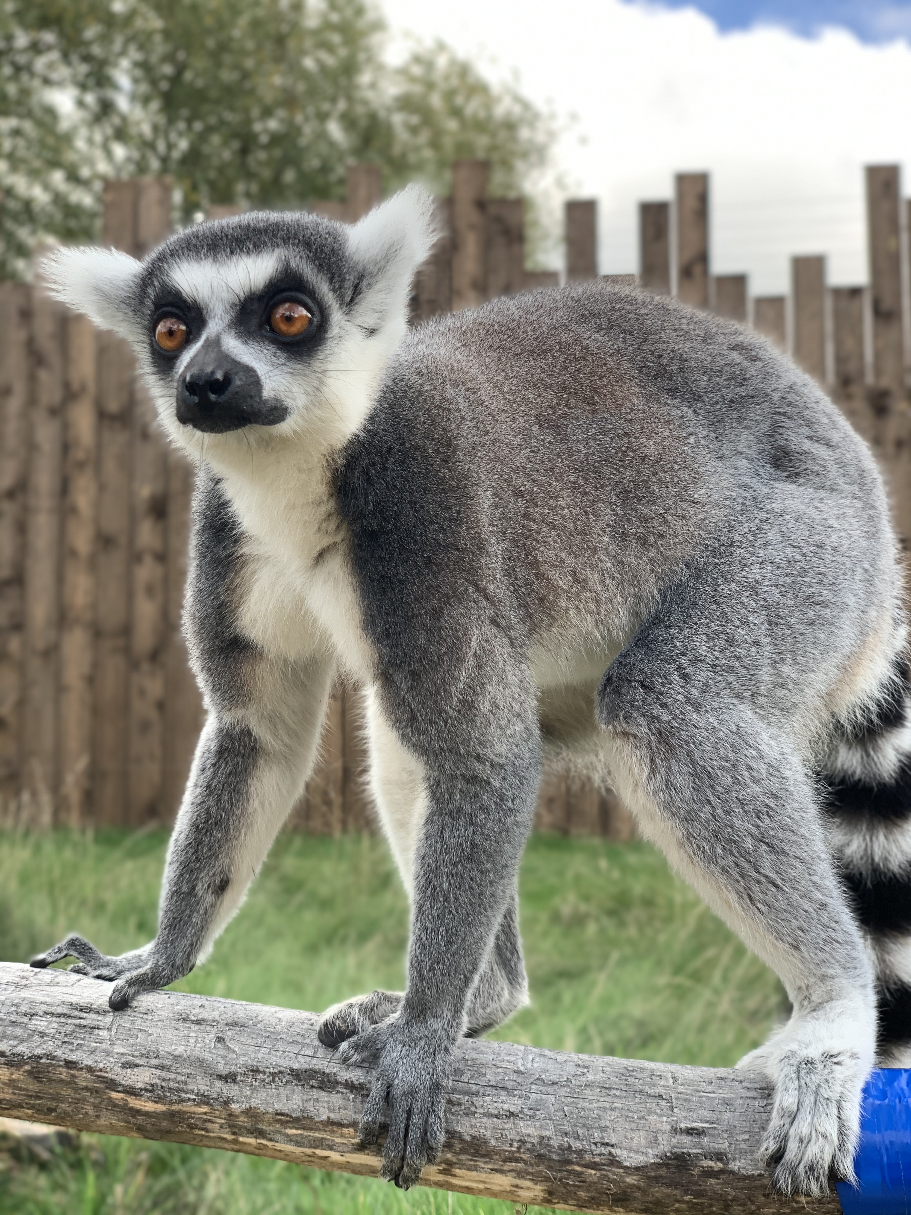 Ring Tailed Lemur