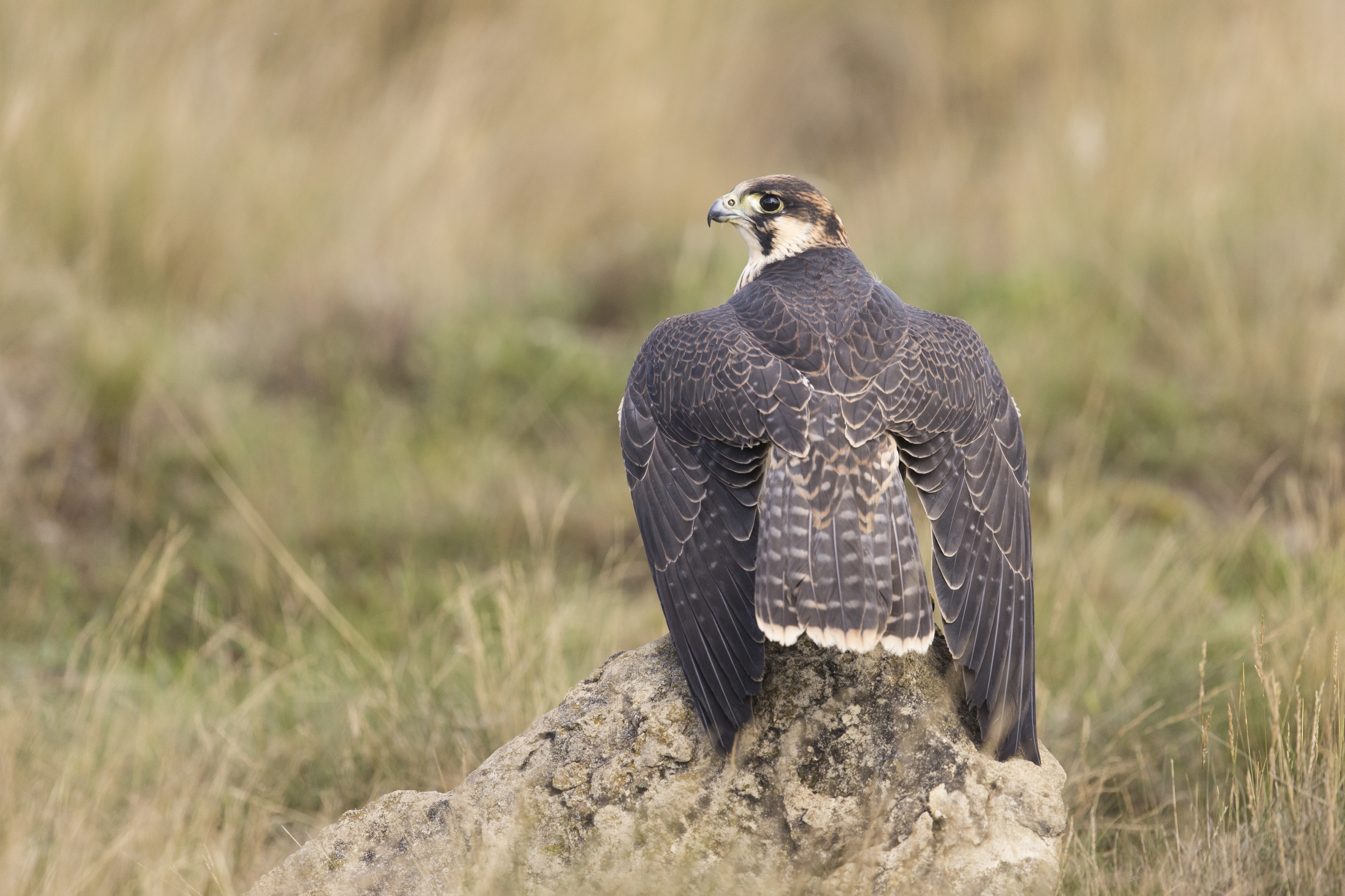 Orion Species Peregrine