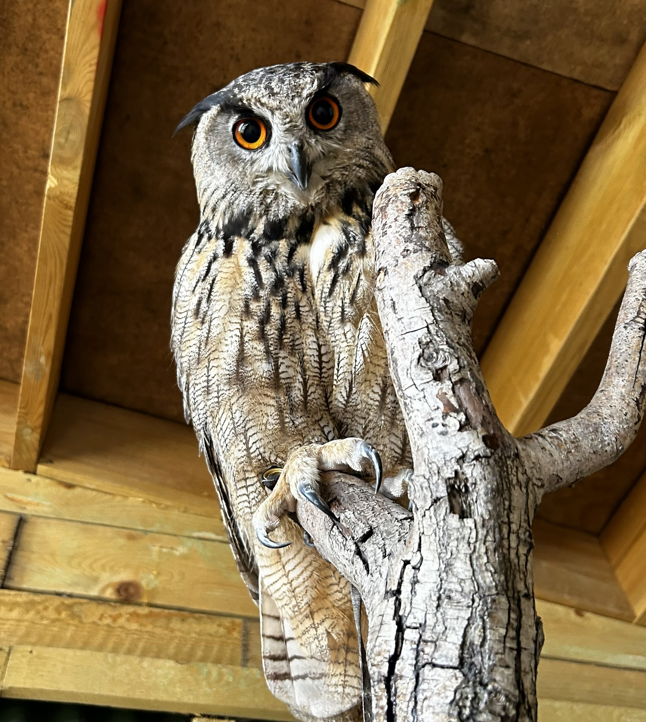 Eagle Owl
