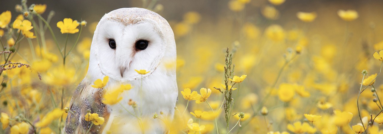 Xhead Owl Yellowjpgpagespeedic9a0xapq5gm