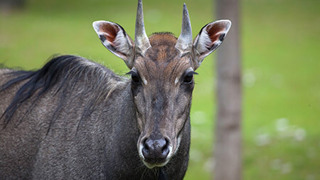 Nilgai Hobbledown Epsom