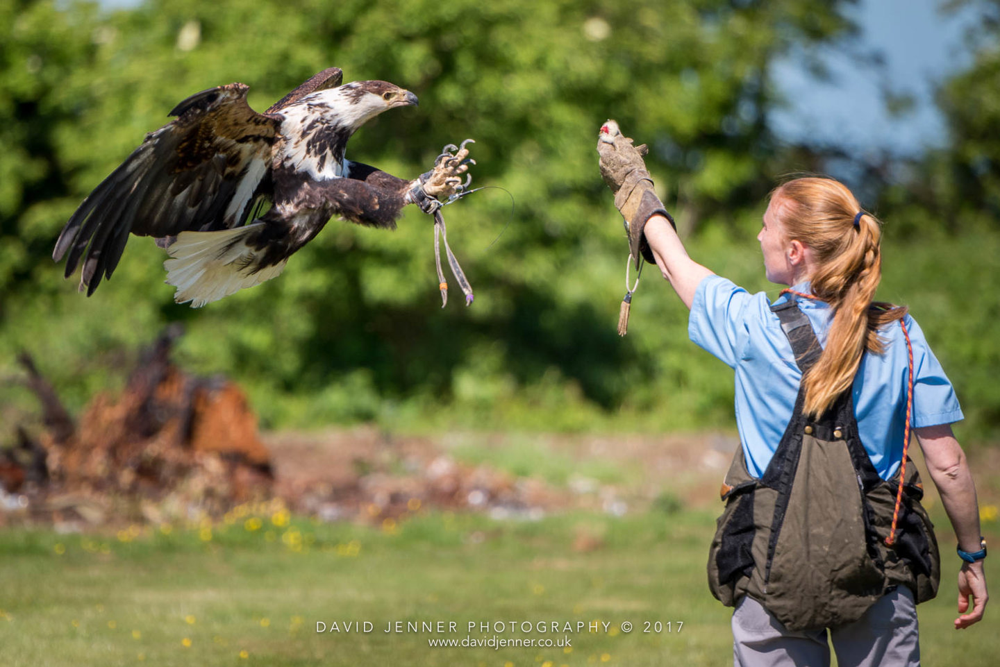 Maleficent Fish Eagle 20 1