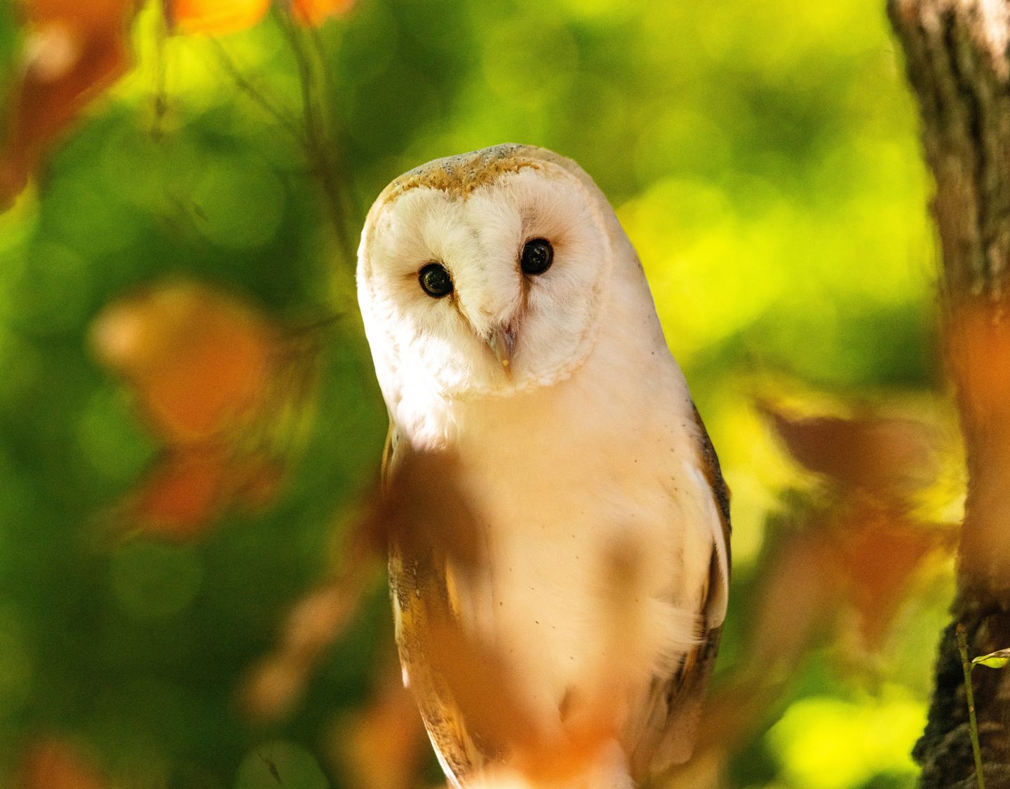 Owlencounter