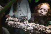 Frog Toddler