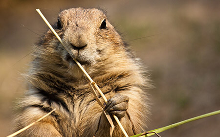 Prairie Dog Hobbledown Epsom