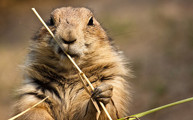 Prairie Dog Hobbledown Epsom