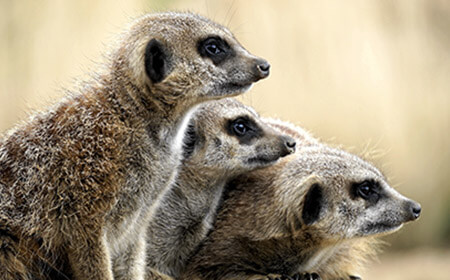 Meerkat Hobbledown Epsom