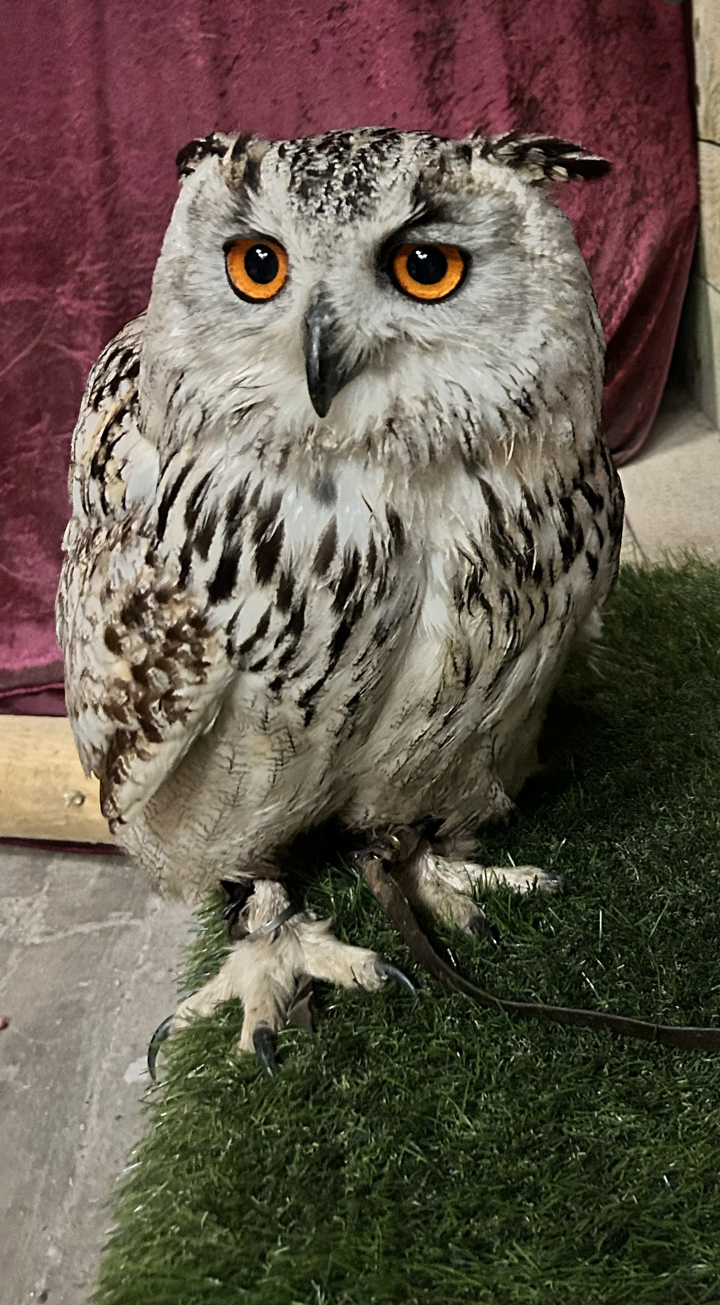Caspian Turk Eagle Owl (1)