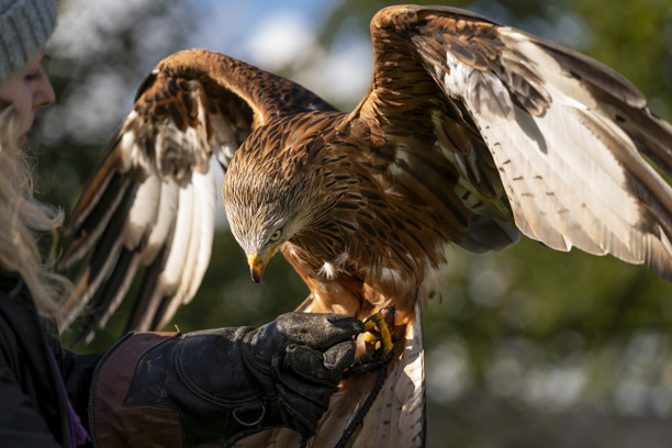 Red Kite - Merlot