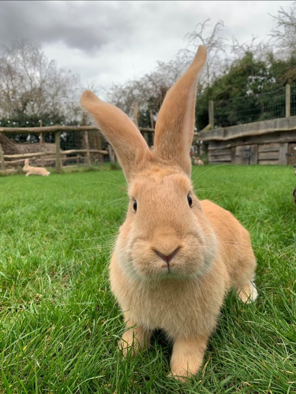 Rabbit Walkthrough