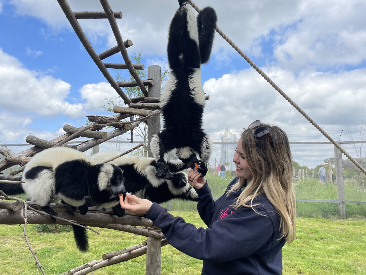 Lemurs Zkfd