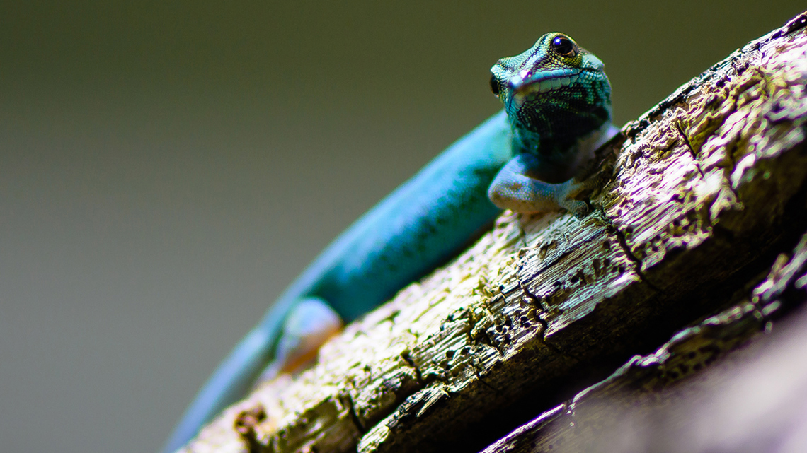 Lygodactylus Williamsi Kuhnmi Cc By 20 2