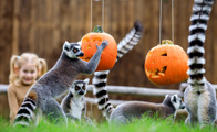 ODX Lemur Pumpkins 015