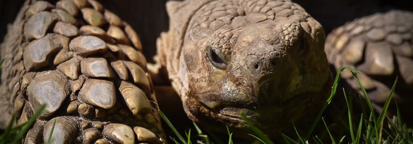 Gianttortoise