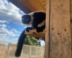 Lemur Ring Tail