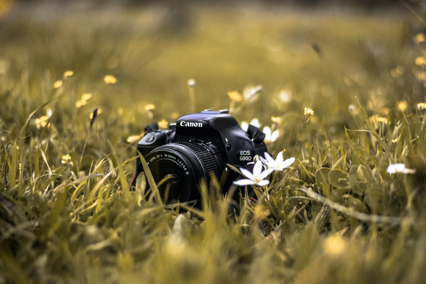 Dslr
