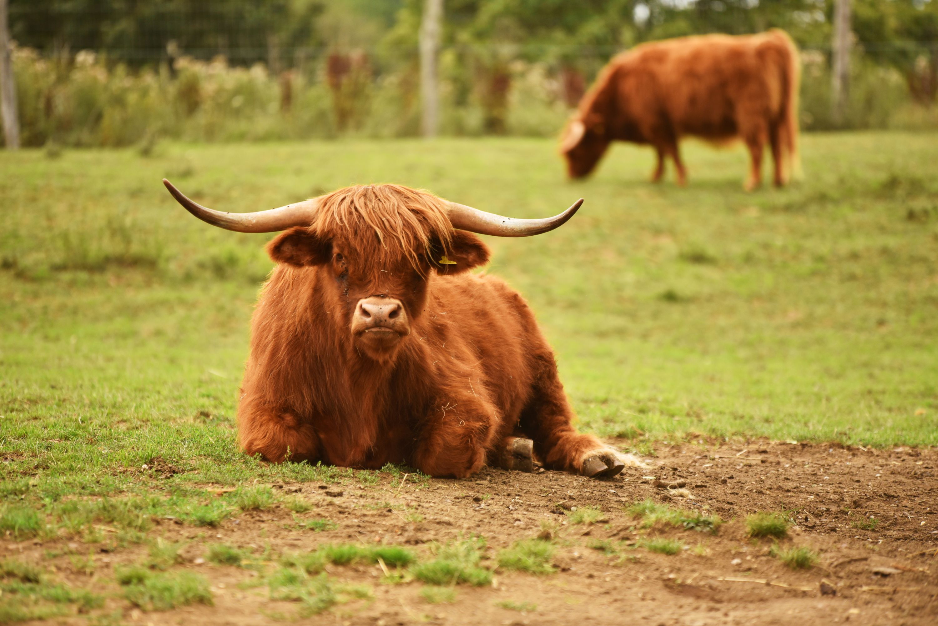 Highland cow lying in field at Hobbledown Heath animal experience Hounslow West London