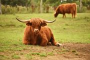 Highland cow lying in field at Hobbledown Heath animal experience Hounslow West London