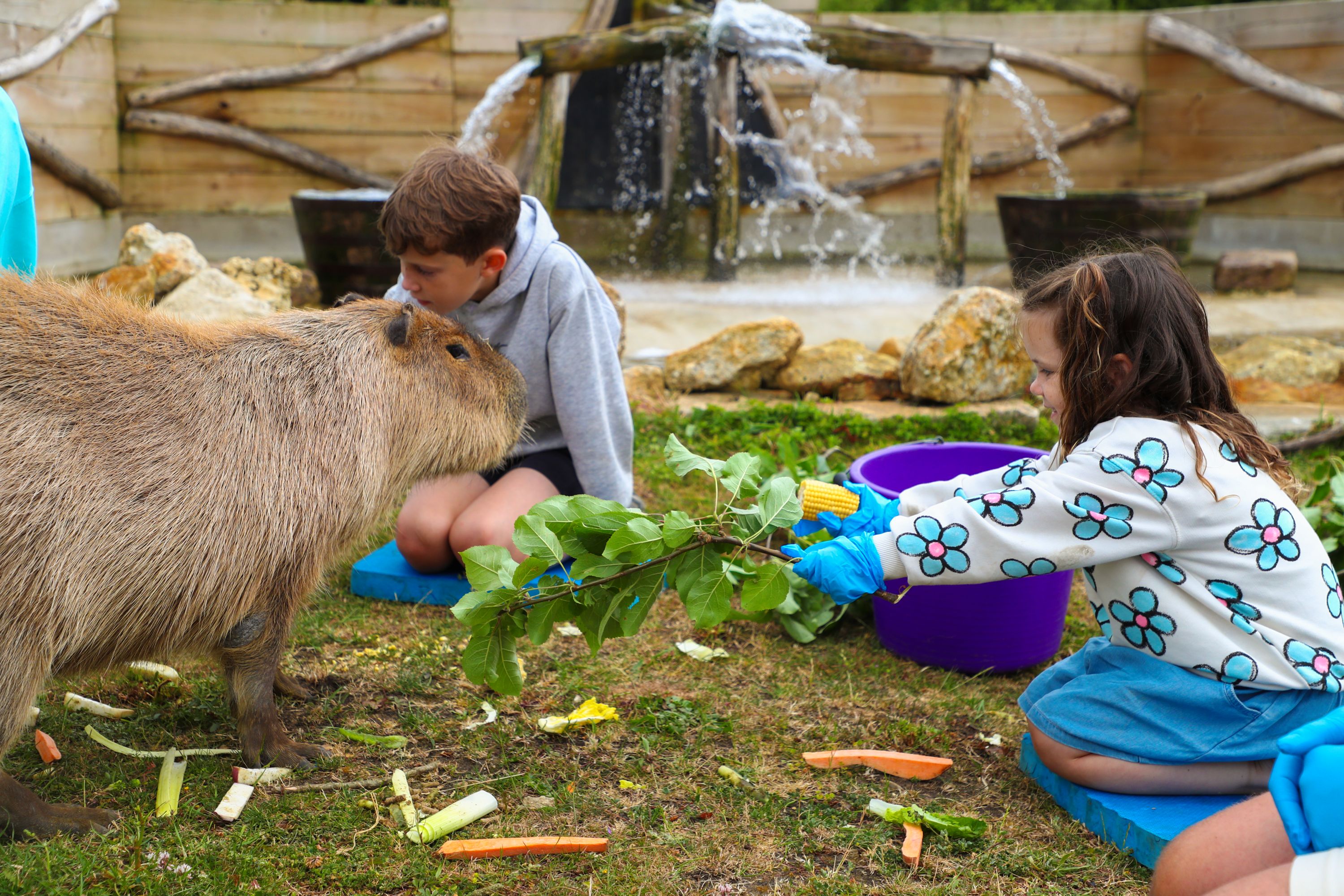 FOX19885 Capybarafeeding