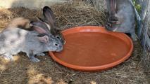 Rabbits Drinking (1)