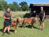 Ponies