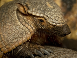 Armadillos 01