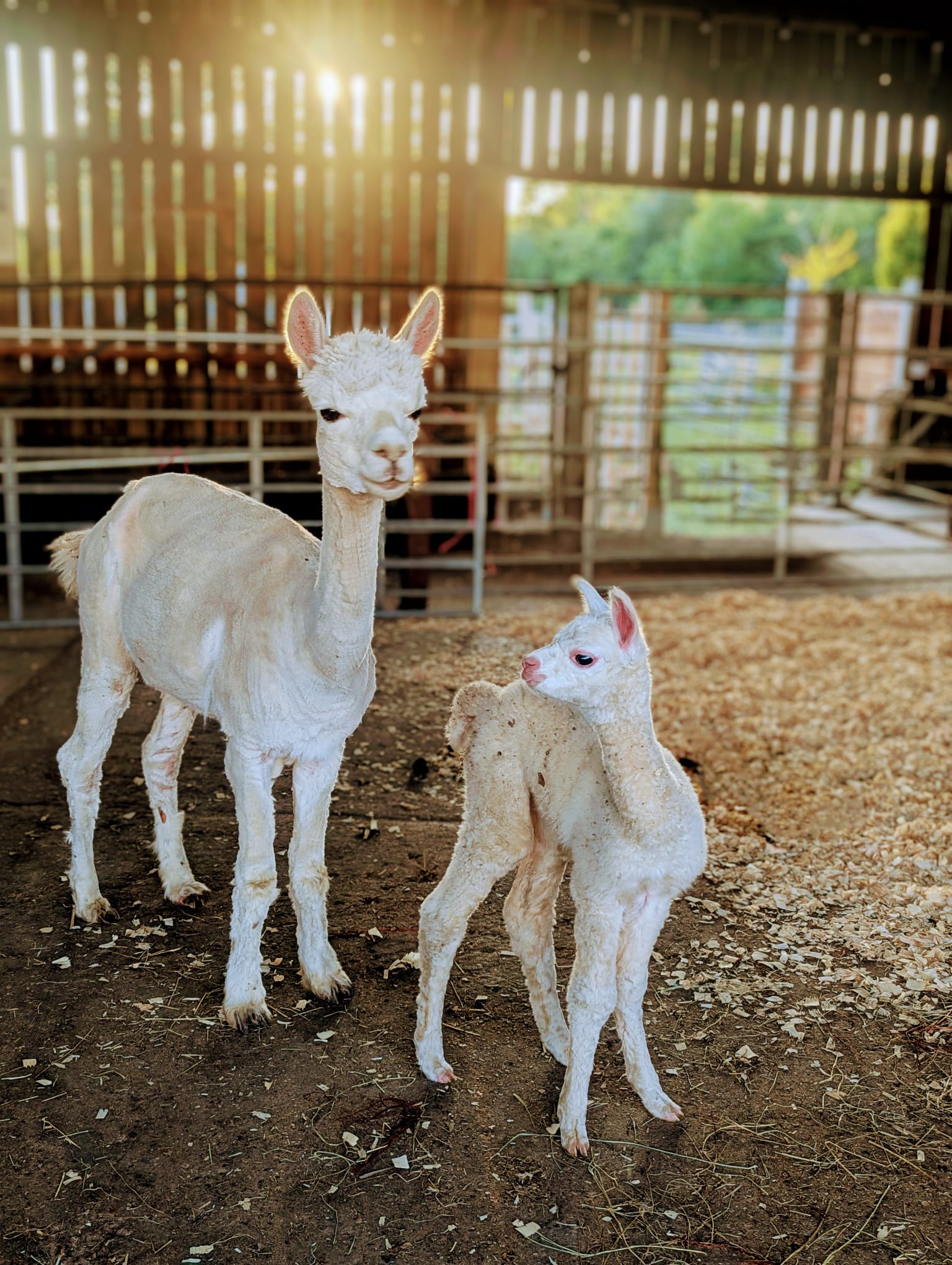 Alpaca with Mother