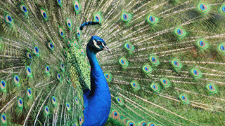Peafowl Hobbledown Epsom