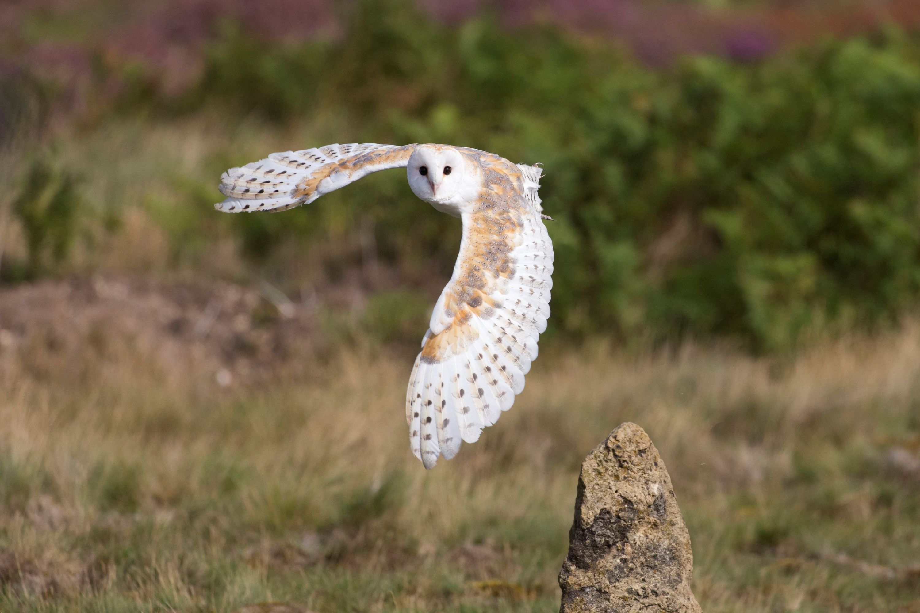 Birds of prey shows and experiences at Hobbledown Heath in Hounslow