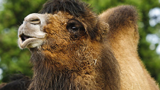 Bactrian Camels Hobbledown Epsom