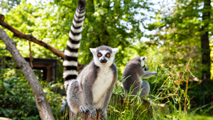 Nice Lemurs (2)