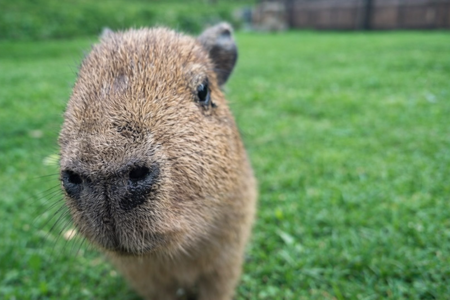 Capybara Spud (1)