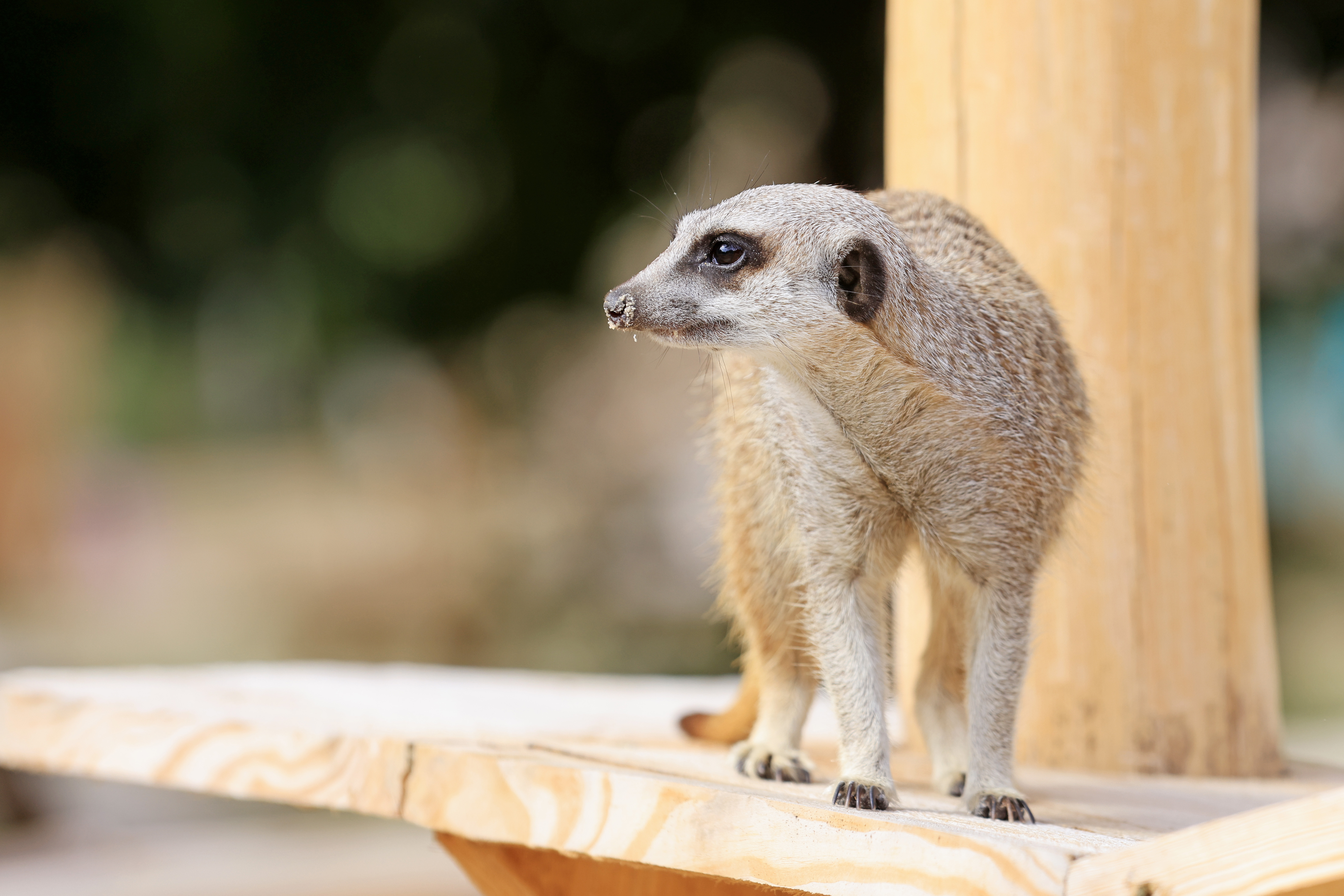 Meerkat