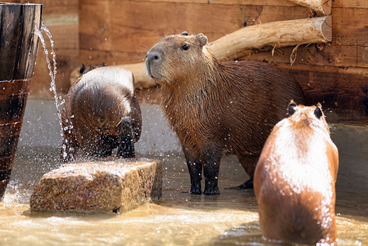Capybaras bathing in a water enclosure at Hobbledown Epsom animal park